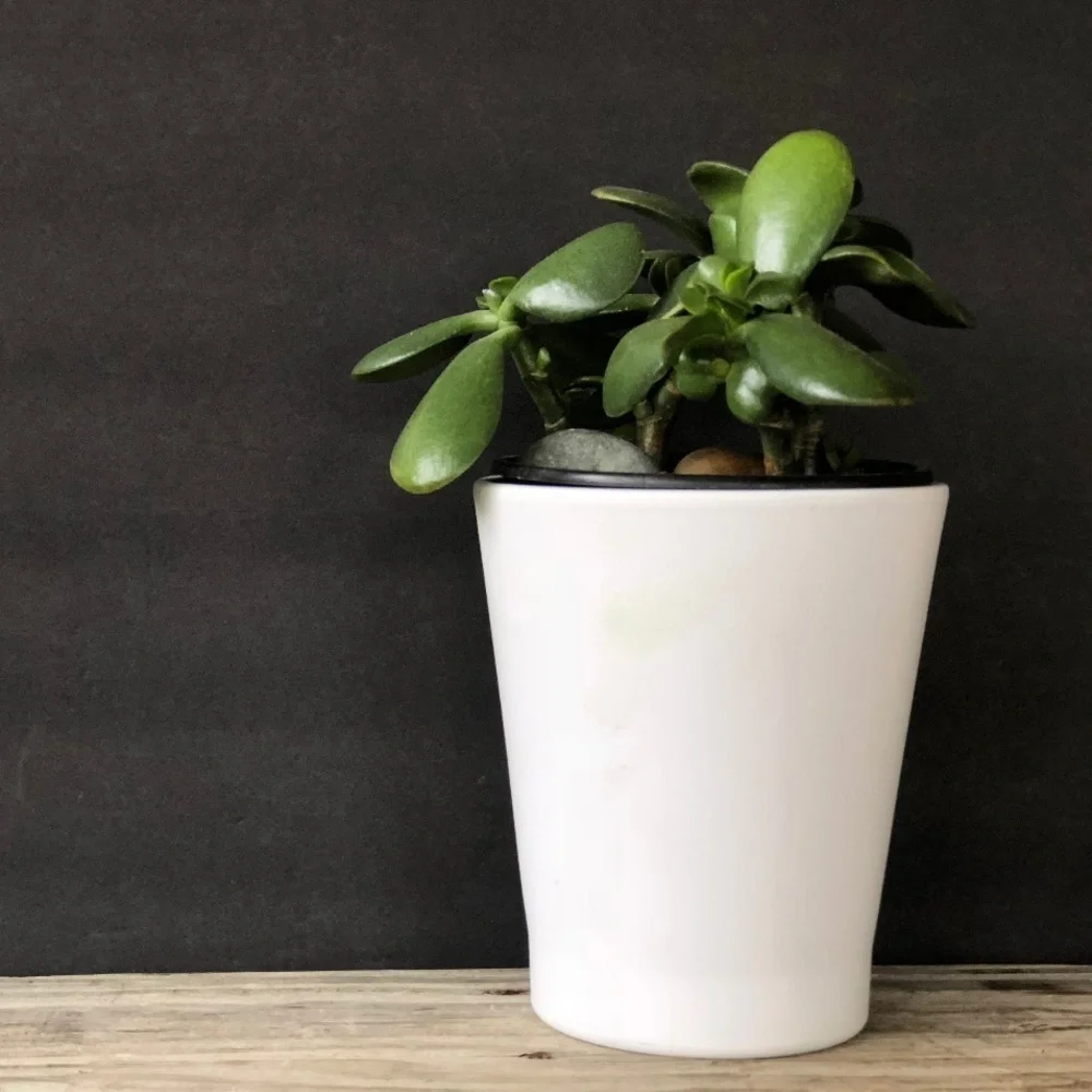 Matte White Planter Pot